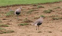 Sociable Lapwing - Vanellus gregarius