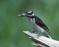 Hairy Woodpecker (Picoides villosus) photo