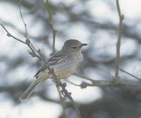 Northern Beardless-Tyrannulet (Camptostoma imberbe) photo