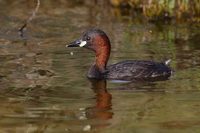 Little Grebe (Tachybaptus ruficollis) photo