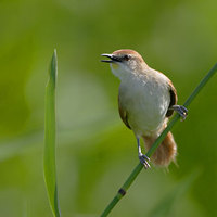 Yellow-chinned Spinetail (Certhiaxis cinnamomea) photo
