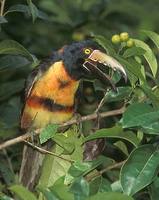 Collared Aracari (Pteroglossus aracari) photo