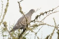 Spot-winged Pigeon - Patagioenas maculosa