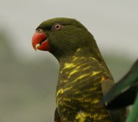 Scaly-breasted Lorikeet - Trichoglossus chlorolepidotus