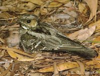 Large-tailed Nightjar - Caprimulgus macrurus