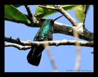 Green Mango - Anthracothorax viridis