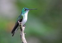 Andean Emerald - Agyrtria franciae