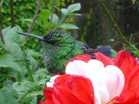 Steely-vented Hummingbird - Saucerottia saucerrottei