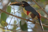 Chestnut-eared Aracari - Pteroglossus castanotis