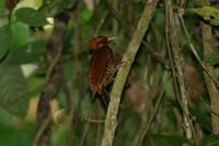 Cinnamon Woodpecker - Celeus loricatus