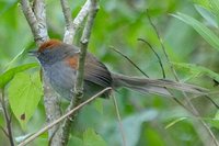 Chicli Spinetail - Synallaxis spixi