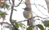 Pearly-vented Tody-Tyrant - Hemitriccus margaritaceiventer