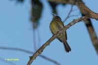 Large-headed Flatbill - Ramphotrigon megacephala