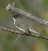 Eastern Phoebe - Sayornis phoebe