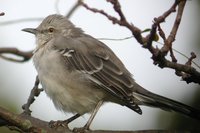 Northern Mockingbird - Mimus polyglottos