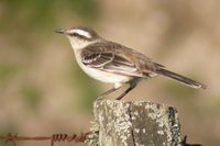 Chalk-browed Mockingbird - Mimus saturninus