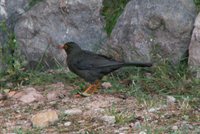 Great Thrush - Turdus fuscater