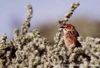 Cape Grassbird - Sphenoeacus afer