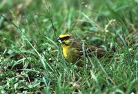 Yellow-fronted Canary - Serinus mozambicus