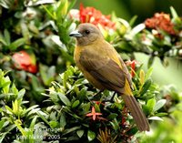 Passerini's Tanager - Ramphocelus passerinii