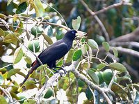 Crested Oropendola - Psarocolius decumanus