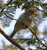 * Cinerous Finch