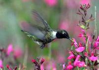 A male Black-chinned Hummingbird