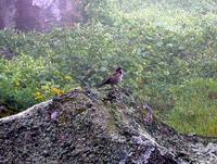 Rufous-collared Sparrow