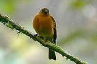 Birro Chico - Cinnamon Flycatcher - Pyrrhomyias cinnamomea