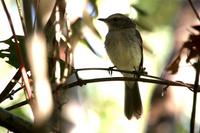 Fuscous  flycatcher   -   Cnemotriccus  fuscatus   -