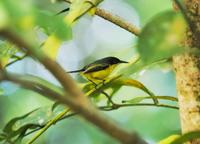 Common Tody-flycatcher  