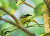 Common Tody-flycatcher  