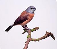 Grey-headed Silverbill (Lonchura griseicapilla)