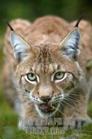 lynx stock photo