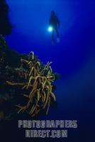 Caribbean underwater world with red sponges and diver , Cuba stock photo