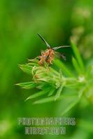 ...Common red soldier beetle ( Rhagonycha fulva ) at point of liftoff from Gallium aparine ( 07 558