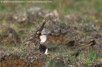 Northern Lapwing Vanellus vanellus