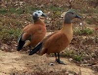 CAPE SHELDUCKS Tadorna cana