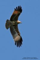 Brahminy Kite Haliastur indus