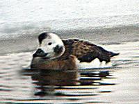 LONG-TAILED DUCK CLANGULA HYEMALIS