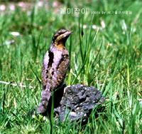 209 개미잡이 Wryneck