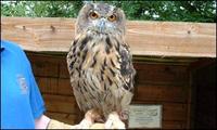 European Eagle Owl