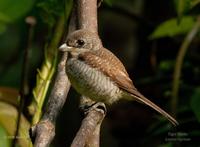 Tiger Shrike (Juvenile)