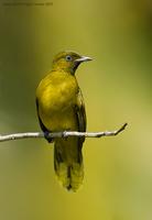 Black-headed-Bulbul