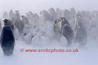 FT0105-00: Emperor Penguin chicks huddle during a severe snow storm. Antarctica