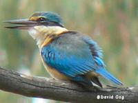 Sacred Kingfisher