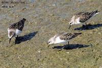 Claidris ruficollis , 좀도요 - Rufous-necked Stint