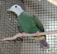 Black-naped Fruit Dove Ptilinopus melanospila