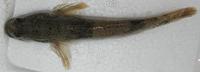 ウロハゼ Glossogobius olivaceus