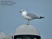 Goéland à bec cerclé           ad. (Larus delawarensis)